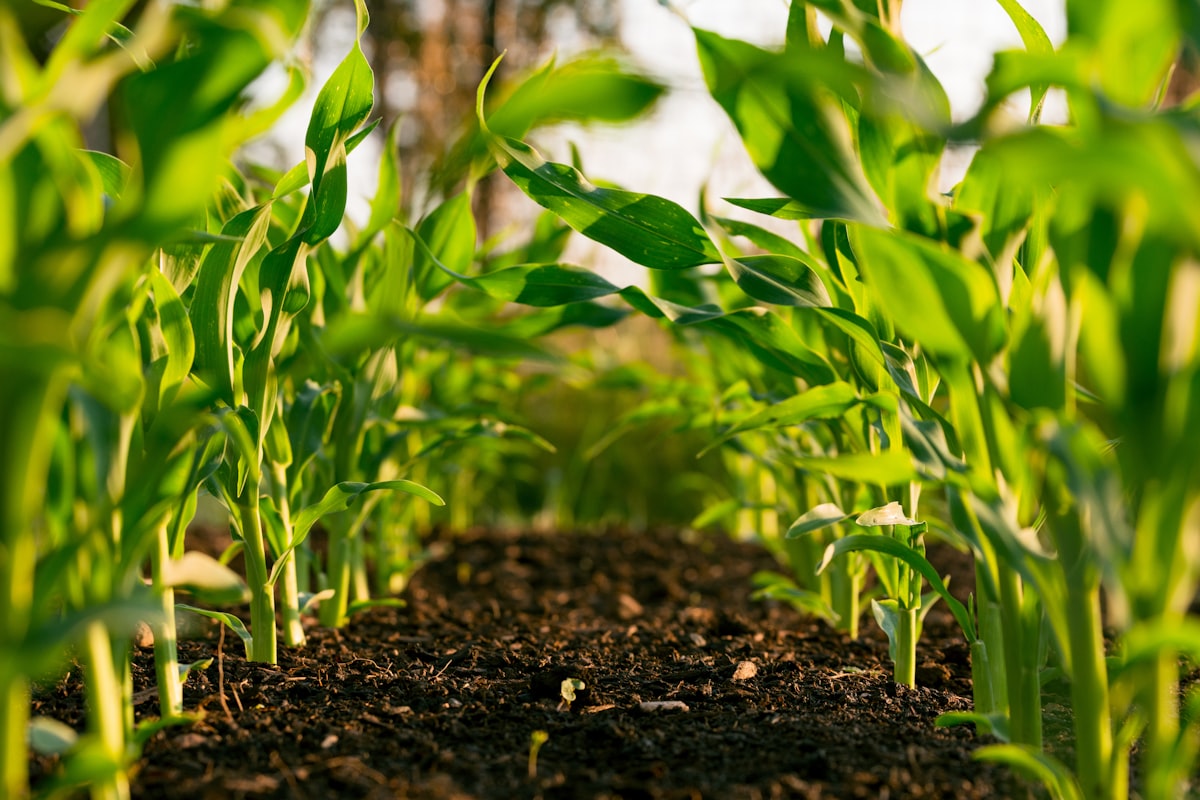 Mineral Fertilizers Agriculture Field